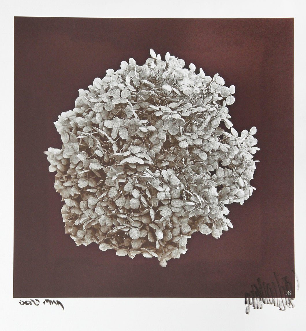 Dried Hydrangea Color | Jonathan Singer,{{product.type}}