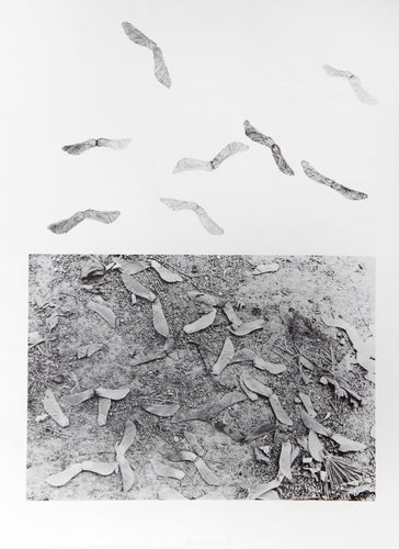 Earth Series 2 Lithograph | Alan Sonfist,{{product.type}}