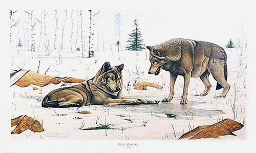 Eastern Timber Wolves Poster | Richard Evans Younger,{{product.type}}