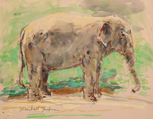 Elephant II Watercolor | Marshall Goodman,{{product.type}}