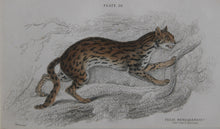 Felis Leopardus, Felis Javanensis, Felis Bengalensis Etching | William Home Lizars,{{product.type}}