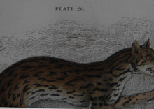 Felis Leopardus, Felis Javanensis, Felis Bengalensis Etching | William Home Lizars,{{product.type}}