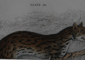 Felis Leopardus, Felis Javanensis, Felis Bengalensis Etching | William Home Lizars,{{product.type}}