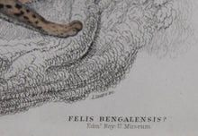 Felis Leopardus, Felis Javanensis, Felis Bengalensis Etching | William Home Lizars,{{product.type}}