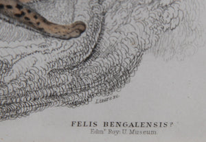 Felis Leopardus, Felis Javanensis, Felis Bengalensis Etching | William Home Lizars,{{product.type}}