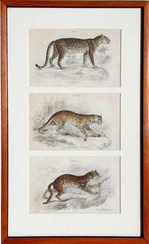 Felis Leopardus, Felis Javanensis, Felis Bengalensis Etching | William Home Lizars,{{product.type}}