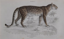 Felis Leopardus, Felis Javanensis, Felis Bengalensis Etching | William Home Lizars,{{product.type}}