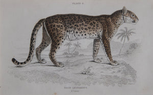 Felis Leopardus, Felis Javanensis, Felis Bengalensis Etching | William Home Lizars,{{product.type}}