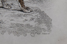 Felis Leopardus, Felis Javanensis, Felis Bengalensis Etching | William Home Lizars,{{product.type}}