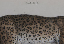 Felis Leopardus, Felis Javanensis, Felis Bengalensis Etching | William Home Lizars,{{product.type}}