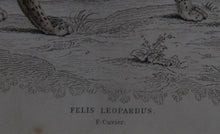Felis Leopardus, Felis Javanensis, Felis Bengalensis Etching | William Home Lizars,{{product.type}}