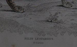 Felis Leopardus, Felis Javanensis, Felis Bengalensis Etching | William Home Lizars,{{product.type}}