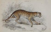 Felis Leopardus, Felis Javanensis, Felis Bengalensis Etching | William Home Lizars,{{product.type}}
