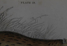 Felis Leopardus, Felis Javanensis, Felis Bengalensis Etching | William Home Lizars,{{product.type}}