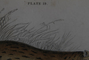 Felis Leopardus, Felis Javanensis, Felis Bengalensis Etching | William Home Lizars,{{product.type}}
