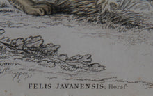 Felis Leopardus, Felis Javanensis, Felis Bengalensis Etching | William Home Lizars,{{product.type}}