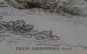 Felis Leopardus, Felis Javanensis, Felis Bengalensis Etching | William Home Lizars,{{product.type}}