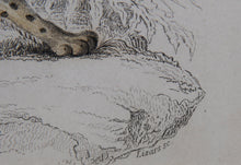 Felis Leopardus, Felis Javanensis, Felis Bengalensis Etching | William Home Lizars,{{product.type}}