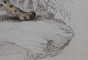 Felis Leopardus, Felis Javanensis, Felis Bengalensis Etching | William Home Lizars,{{product.type}}