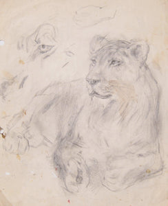 Female Lion Study Pencil | Marshall Goodman,{{product.type}}
