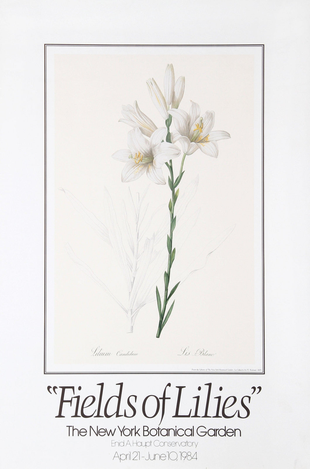 Fields of Lilies Poster | Pierre-Joseph Redoute,{{product.type}}