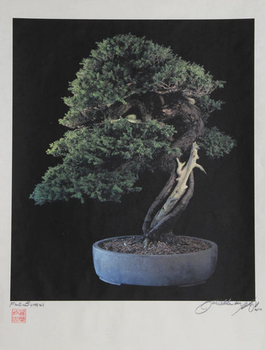 Fine Bonsai #5 Color | Jonathan Singer,{{product.type}}