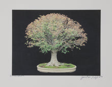 Fine Bonsai 7 Color | Jonathan Singer,{{product.type}}