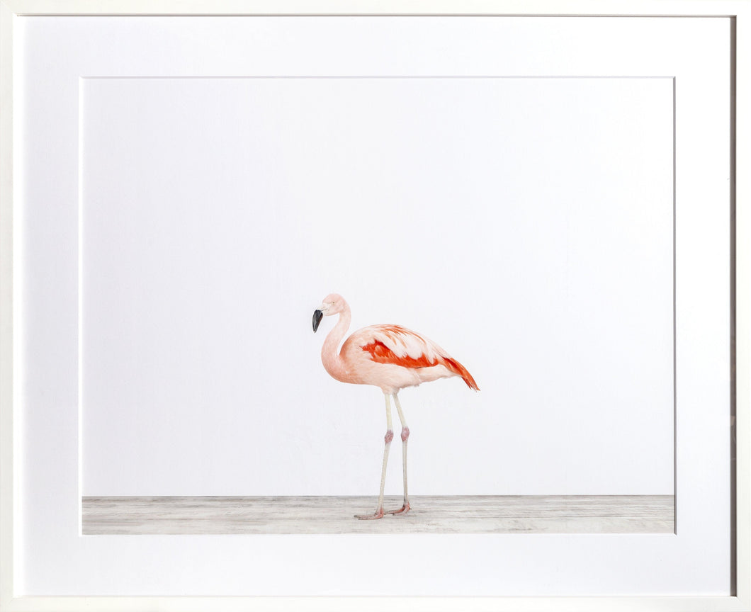 Flamingo Digital | Sharon Montrose,{{product.type}}