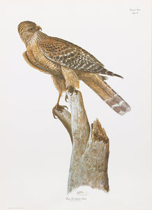 Florida Red Shouldered Hawk Lithograph | Sean Bollar,{{product.type}}
