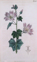 Flower Botanical Study Lithograph | J. Curtis Weddell,{{product.type}}