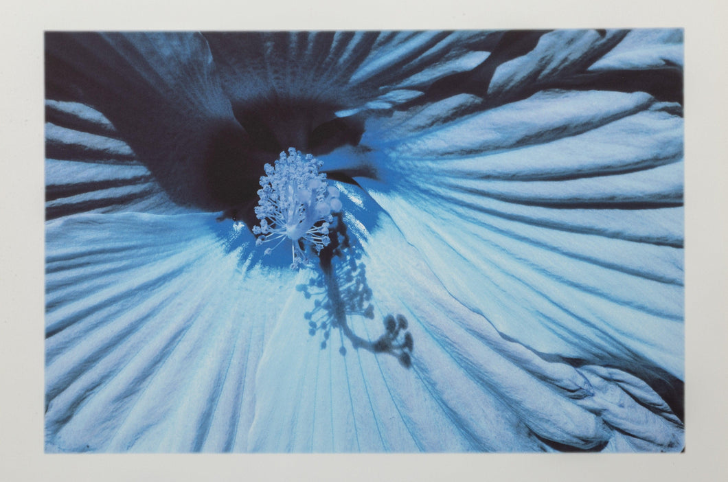 Flower LIX Digital | Michael Knigin,{{product.type}}