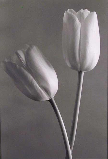 French Tulip Black and White | John Benigno,{{product.type}}