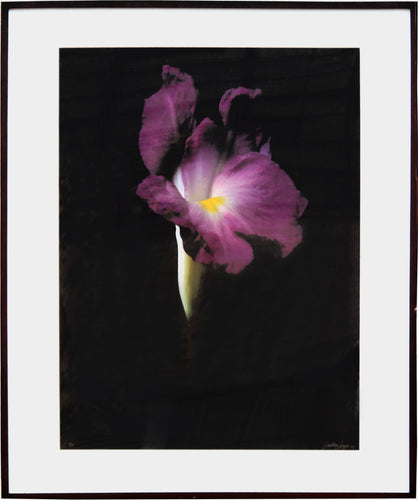 Fuschia Wild Ginger (Large) Color | Jonathan Singer,{{product.type}}