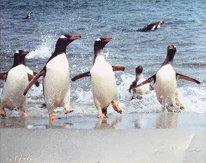 Gentoo Penguins, Falkland Islands Color | Kjell Sandved,{{product.type}}