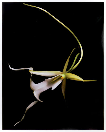 Ghost Orchid Color | Jonathan Singer,{{product.type}}