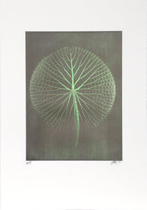 Giant Amazon Waterlily on Green Color | Jonathan Singer,{{product.type}}