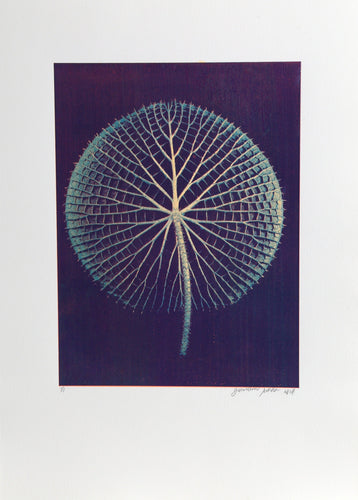 Giant Blue Amazon Waterlily on Purple Color | Jonathan Singer,{{product.type}}