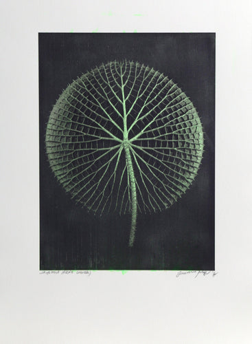 Giant Green Amazon Waterlily on Black Color | Jonathan Singer,{{product.type}}