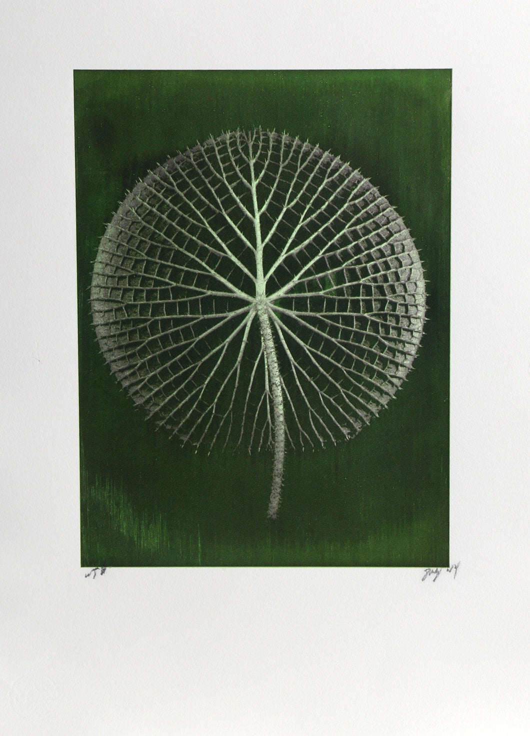 Giant Green Amazon Waterlily on Dark Green Color | Jonathan Singer,{{product.type}}