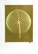 Giant Green Amazon Waterlily on Gold Color | Jonathan Singer,{{product.type}}