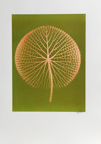 Giant Orange Amazon Waterlily on Green Color | Jonathan Singer,{{product.type}}