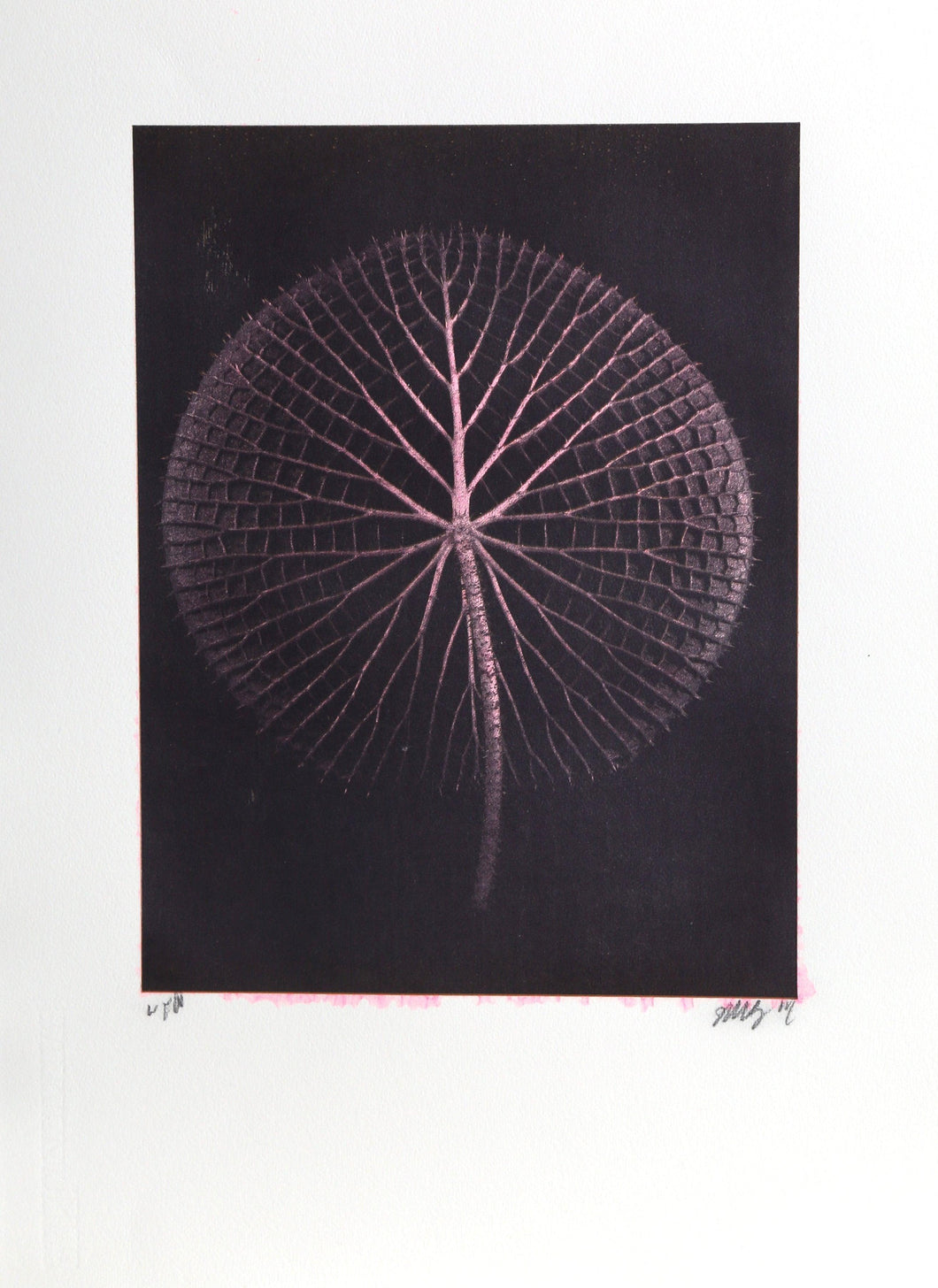 Giant Pink Amazon Waterlily on Black Color | Jonathan Singer,{{product.type}}