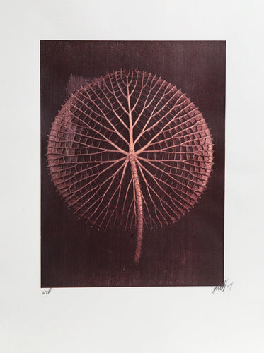 Giant Pink Amazon Waterlily on Burgundy Color | Jonathan Singer,{{product.type}}
