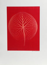 Giant Red Amazon Waterlily on Red Color | Jonathan Singer,{{product.type}}