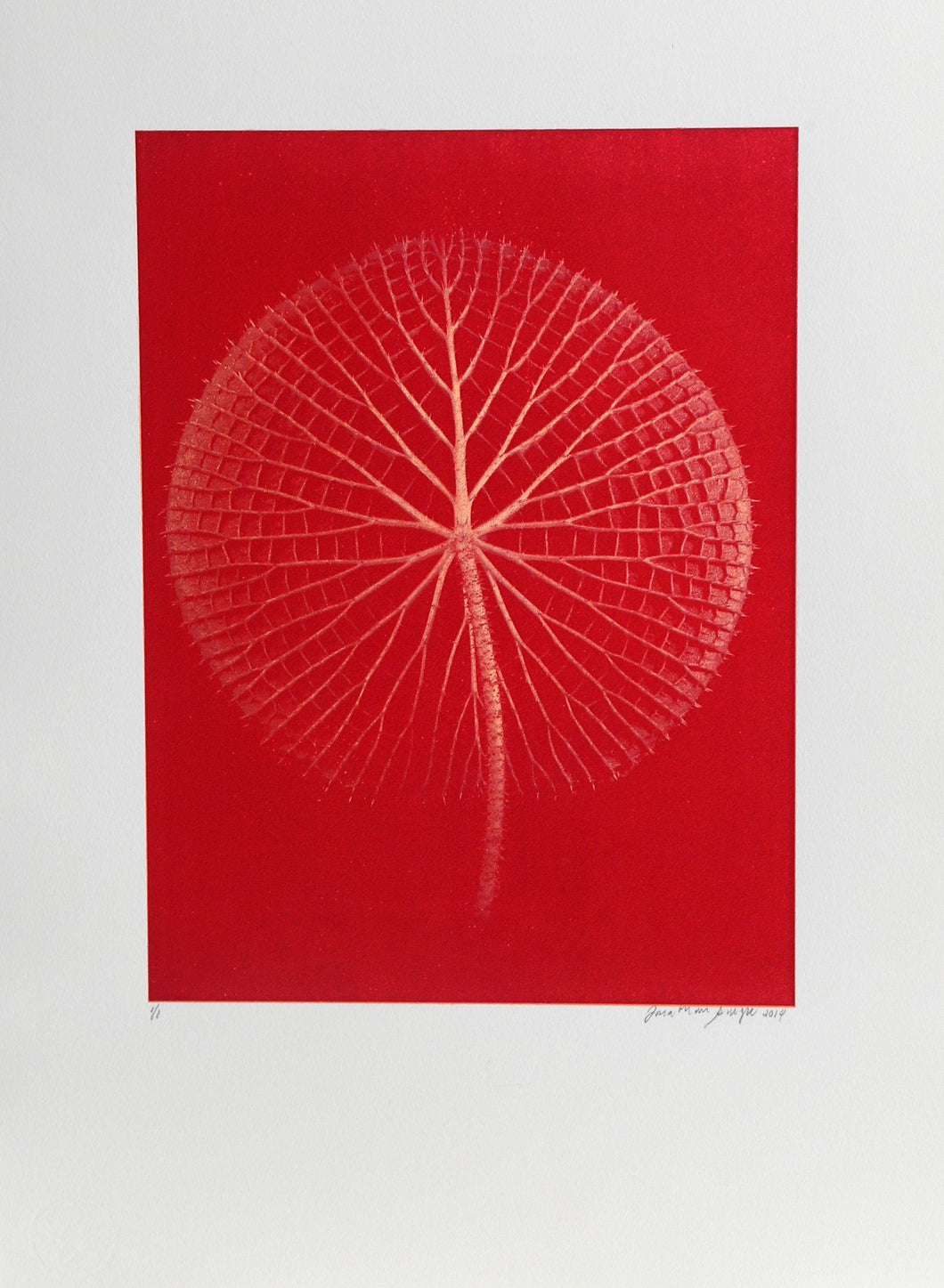 Giant Red Amazon Waterlily on Red Color | Jonathan Singer,{{product.type}}