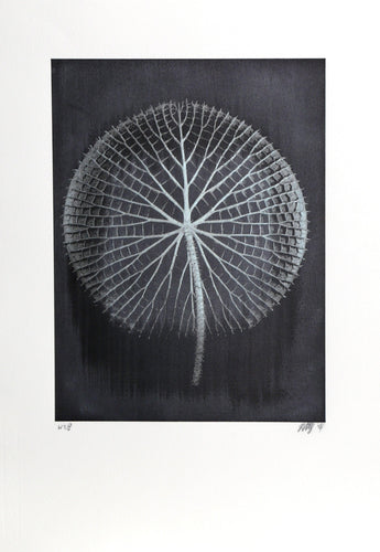 Giant Silver Amazon Waterlily on Black Black and White | Jonathan Singer,{{product.type}}