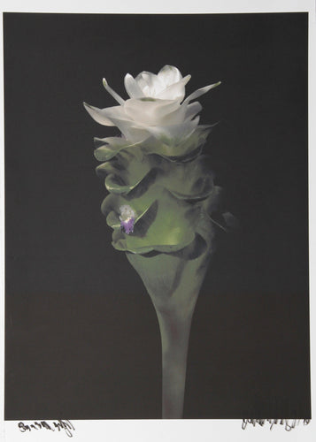 Ginger from Botanica Color | Jonathan Singer,{{product.type}}