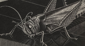Grasshopper Woodcut | M.C. (Maurits Cornelis) Escher,{{product.type}}