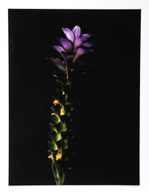 Green To Purple Color | Jonathan Singer,{{product.type}}