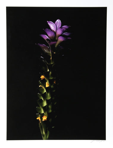 Green To Purple Color | Jonathan Singer,{{product.type}}